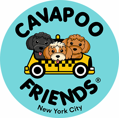 Cavapoo Friends NYC