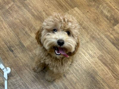 Photo Oct 20 2024, 2 50 53 PM-compressed